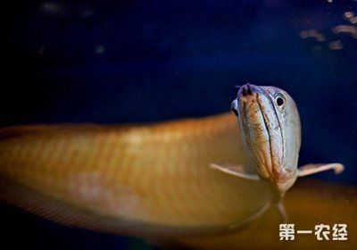 龍魚吃螞蚱嗎