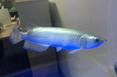 金龍銀魚多少錢一條