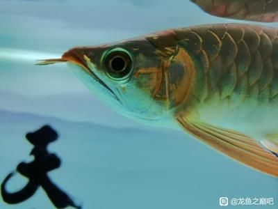 龍魚吧 百度貼吧官網，龍魚養殖技巧入門指南