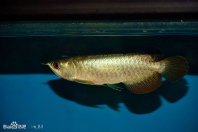 龍魚吧 百度貼吧官網，龍魚養殖技巧入門指南
