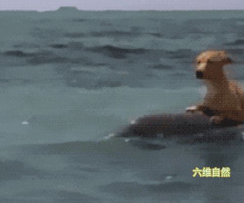 鯊魚幼崽的早期生活習(xí)性，鯊魚幼崽的早期生活習(xí)性對(duì)于保護(hù)這一珍貴物種具有重要意義