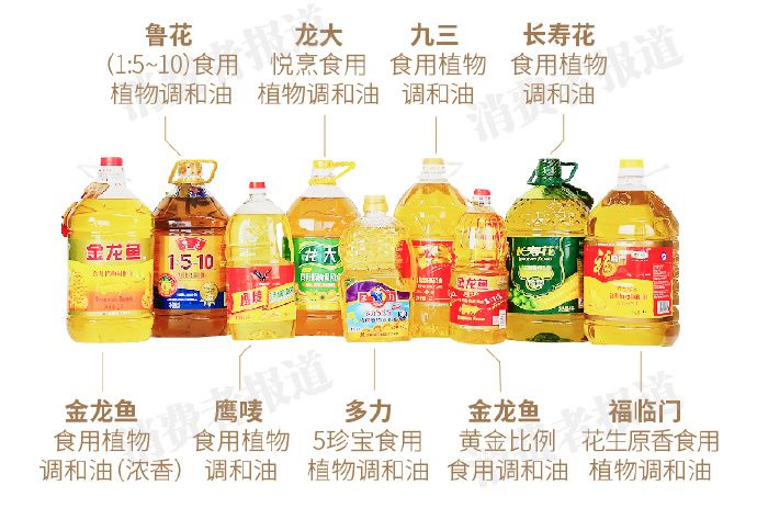 龍魚具體怎么養殖方法視頻：龍魚養殖全攻略，從新手到高手的進階之路