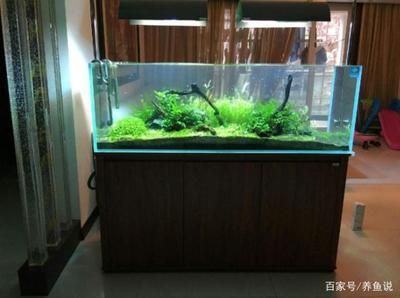 怎么讓魚缸的水變得清澈，如何使魚缸的水變得清澈 怎么讓魚缸的水變得清澈，如何使魚缸的水變得清澈 魚缸百科 第7張