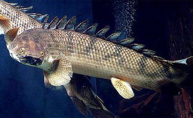 恐龍王魚品種鑒別技巧，恐龍王魚品種鑒別技巧摘要：恐龍王魚品種鑒別技巧