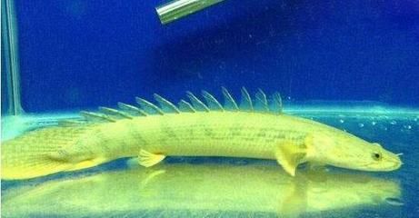 恐龍王魚品種鑒別技巧，恐龍王魚品種鑒別技巧摘要：恐龍王魚品種鑒別技巧