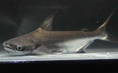 鴨嘴鯊魚最佳混養伙伴，鴨嘴鯊魚適合與哪些魚混養