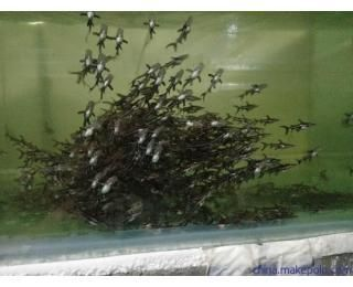 鴨嘴鯊魚最佳混養伙伴，鴨嘴鯊魚適合與哪些魚混養