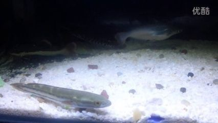 鴨嘴鯊魚最佳混養伙伴，鴨嘴鯊魚適合與哪些魚混養