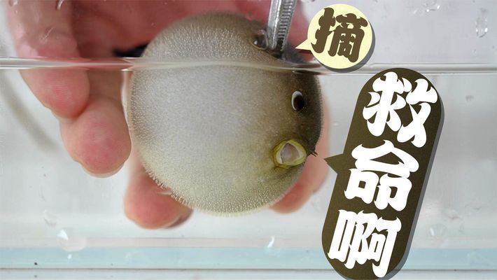 特大魚缸制作過程視頻（大型魚缸制作視頻）