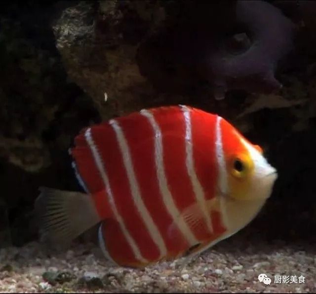 高檔觀賞魚品種及價格，高檔觀賞魚品種及價格范圍