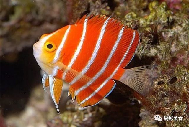 高檔觀賞魚品種及價格，高檔觀賞魚品種及價格范圍