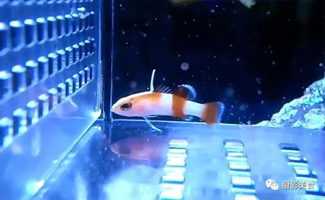 高檔觀賞魚品種及價格，高檔觀賞魚品種及價格范圍