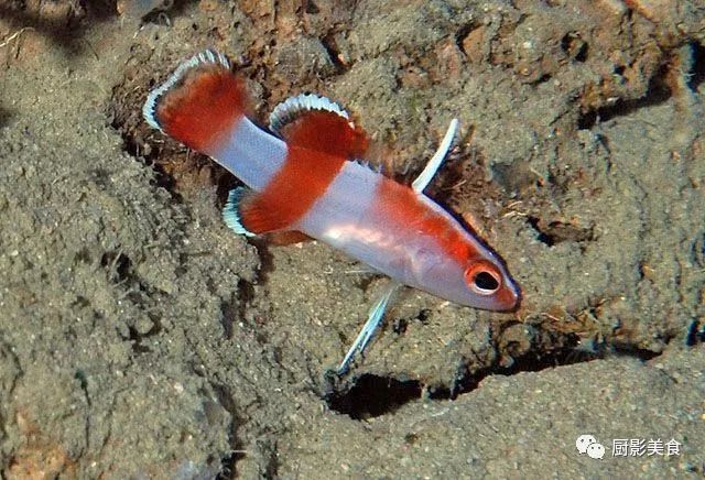高檔觀賞魚品種及價格，高檔觀賞魚品種及價格范圍