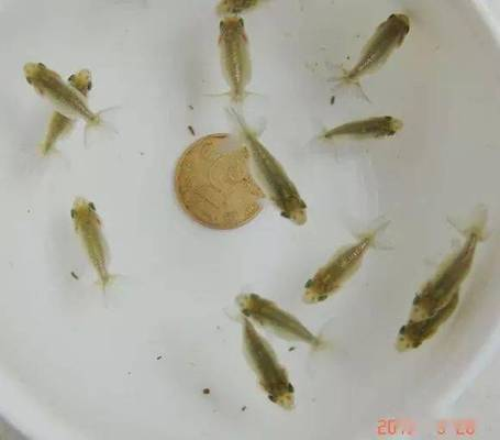 贊賞龍魚的詩句有哪些三年級作文題目：贊龍魚之韻，繪童夢華章
