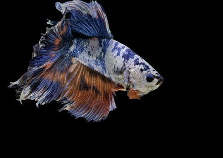 龍魚缸背景圖咋樣去掉