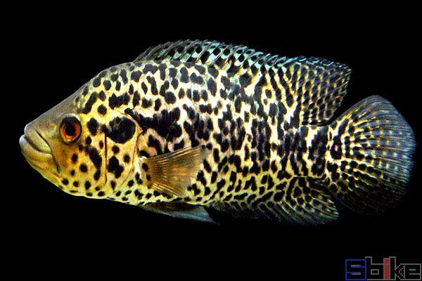金老虎魚(yú)繁殖條件要求，金老虎魚(yú)的繁殖條件要求