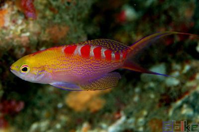 金老虎魚(yú)繁殖條件要求，金老虎魚(yú)的繁殖條件要求