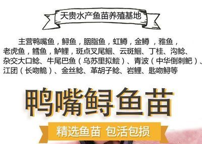 金老虎魚(yú)繁殖條件要求，金老虎魚(yú)的繁殖條件要求