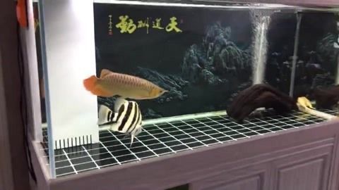 印尼虎魚養殖成本分析，印尼虎魚養殖成本分析,印尼虎魚飼料選擇技巧