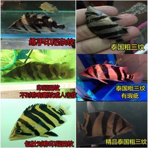 印尼虎魚養(yǎng)殖成本分析，印尼虎魚養(yǎng)殖成本分析,印尼虎魚飼料選擇技巧