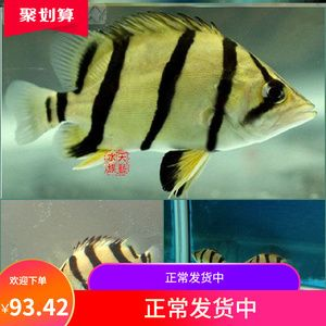 四紋虎魚適宜pH值范圍，四紋虎魚最佳養殖水溫，如何調節魚缸ph值，四紋虎魚飼料選擇指南