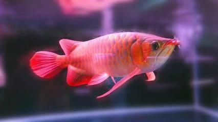 龍魚的魚缸需要打多久的氧氣泵，龍魚魚缸是否需要24小時開啟氧氣泵