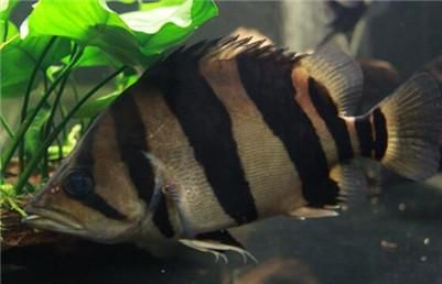 印尼虎魚繁殖成功秘訣，印尼虎魚的繁殖成功秘訣
