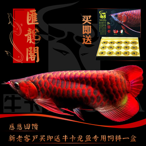 龍魚怎么喂長的好看又好養(yǎng)呢：龍魚喂養(yǎng)，兼顧美觀與健康的悉心之道