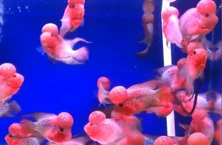 羅漢魚混養注意事項，羅漢魚混養時需要注意以下幾點：確保魚缸的水質穩定