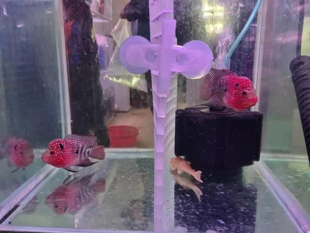 羅漢魚混養(yǎng)注意事項(xiàng)，羅漢魚混養(yǎng)時(shí)需要注意以下幾點(diǎn)：確保魚缸的水質(zhì)穩(wěn)定
