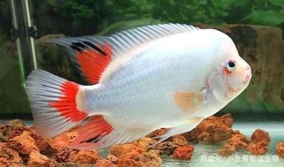 羅漢魚混養(yǎng)注意事項(xiàng)，羅漢魚混養(yǎng)時(shí)需要注意以下幾點(diǎn)：確保魚缸的水質(zhì)穩(wěn)定