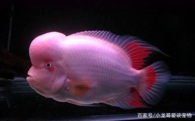 羅漢魚混養(yǎng)注意事項(xiàng)，羅漢魚混養(yǎng)時(shí)需要注意以下幾點(diǎn)：確保魚缸的水質(zhì)穩(wěn)定
