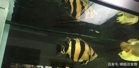 虎魚水質(zhì)監(jiān)測方法，虎魚水質(zhì)監(jiān)測方法，