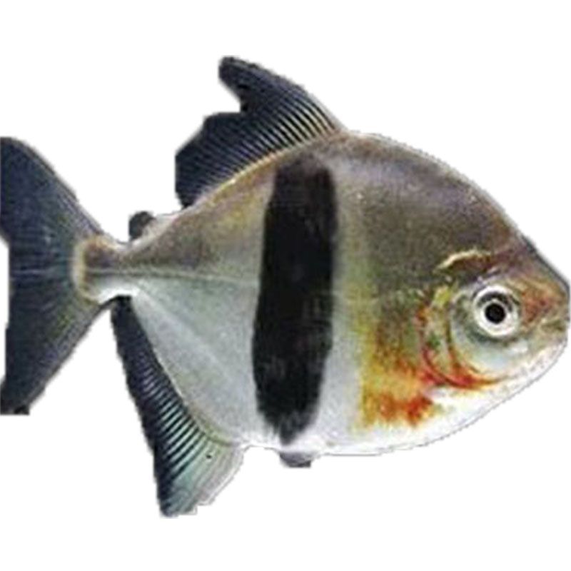 虎紋銀板魚季節性價格變化，虎紋銀板魚季節性價格變化是一個值得關注的問題