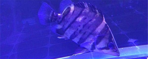 蘇虎苗養殖水溫調控方法，蘇虎苗水溫調控設備選擇,蘇虎苗養殖水質管理技巧