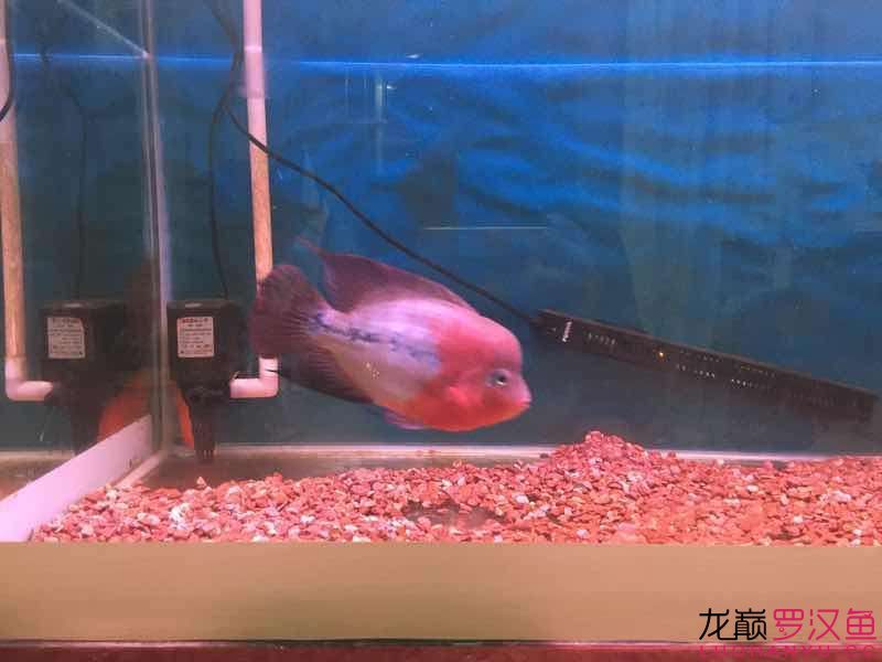 更新幻彩7個月整各位大神評評價