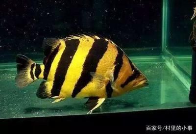 泰國虎魚幼魚期喂養技巧,泰國虎魚幼魚喂養技巧 虎魚百科 第3張 泰國虎魚幼魚期喂養技巧,泰國虎魚幼魚喂養技巧 泰國虎魚幼魚期喂養技巧,泰國虎魚幼魚喂養技巧 虎魚百科 第3張