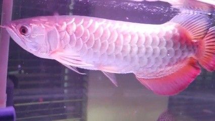 龍魚的選擇和鑒賞有哪些方面的要求