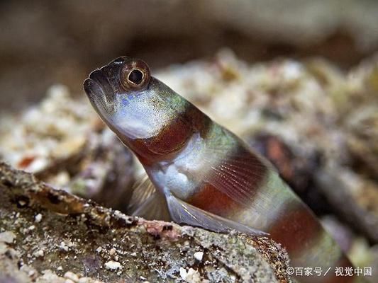 泰國虎魚繁殖技術要點，泰國虎魚的繁殖技術