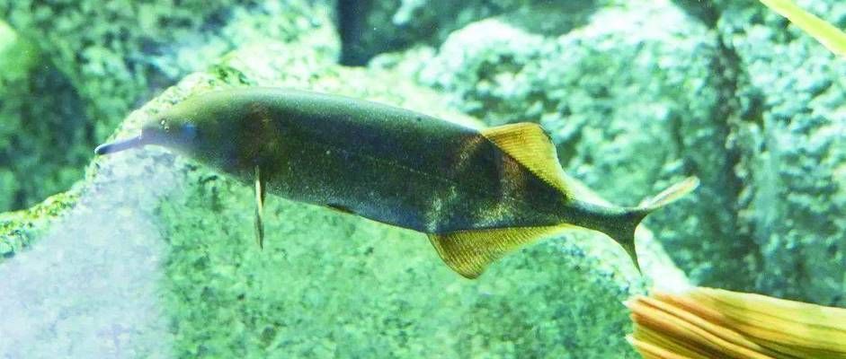 象鼻魚電場感知的進化歷程，象鼻魚電場感知與捕食策略象鼻魚電場感知與捕食策略
