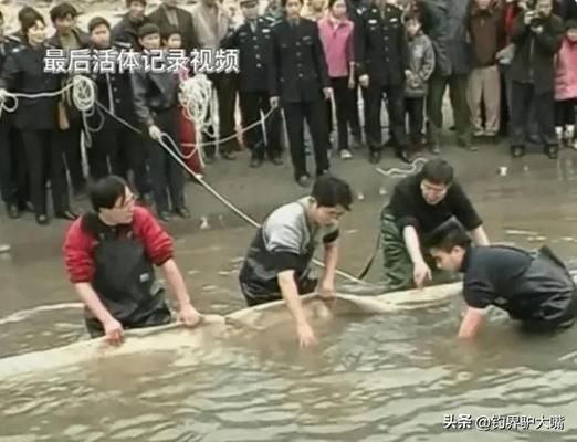象鼻魚電場感知的進化歷程，象鼻魚電場感知與捕食策略象鼻魚電場感知與捕食策略