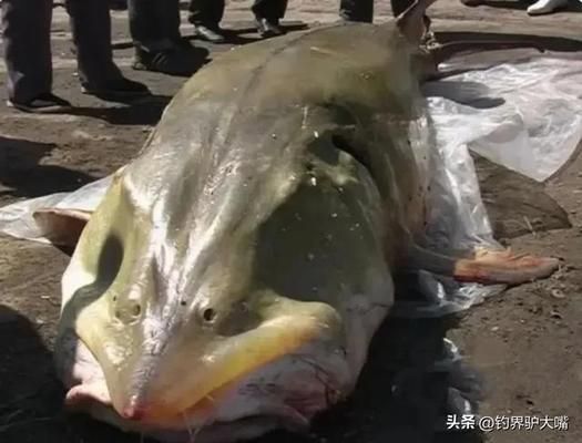 象鼻魚電場感知的進化歷程，象鼻魚電場感知與捕食策略象鼻魚電場感知與捕食策略
