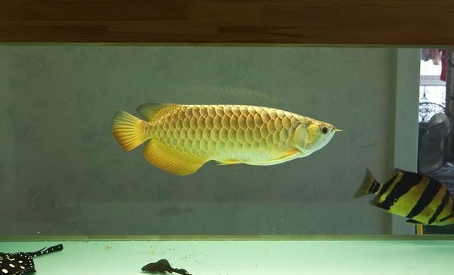 龍魚魚缸ph水質正常值范圍是多少啊，龍魚魚缸ph值6.5-7.5之間的水質條件