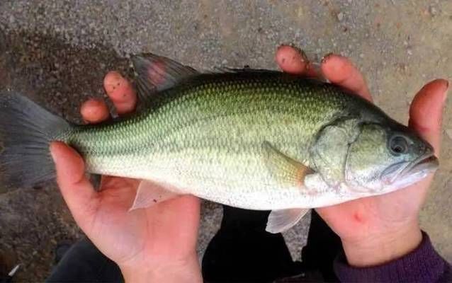 虎紋銀板魚養殖成本分析，虎紋銀板魚養殖成本詳細分析虎紋銀板魚養殖成本分析