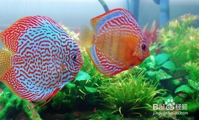 熱帶魚缸溫度控制技巧，熱帶魚缸換水溫差控制方法