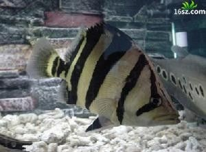 泰國虎魚繁殖期如何控制水溫，泰國虎魚繁殖期水質(zhì)管理技巧虎魚繁殖期飼料選擇指南