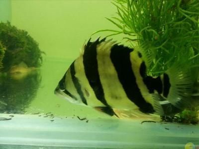 泰國虎魚繁殖期如何控制水溫，泰國虎魚繁殖期水質(zhì)管理技巧虎魚繁殖期飼料選擇指南