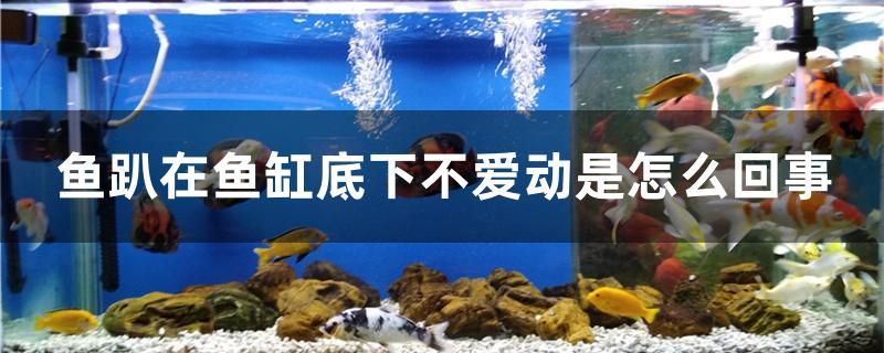 魚趴在魚缸底下不愛動(dòng)是怎么回事
