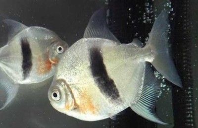 虎魚飼料殘渣處理技巧，虎魚飼料殘渣處理技巧分享虎魚飼料殘渣處理技巧