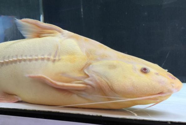 鐵甲武士魚適宜混養的魚種有哪些？，鐵甲武士魚和龍魚混養的注意事項 鐵甲武士魚適宜混養的魚種有哪些？，鐵甲武士魚和龍魚混養的注意事項 虎魚百科 第6張